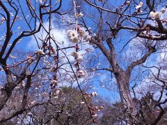 ちらほら咲きの北野天満宮の梅を無理やりカメラに収めた後は花街の洋食屋さんで日替わり定食