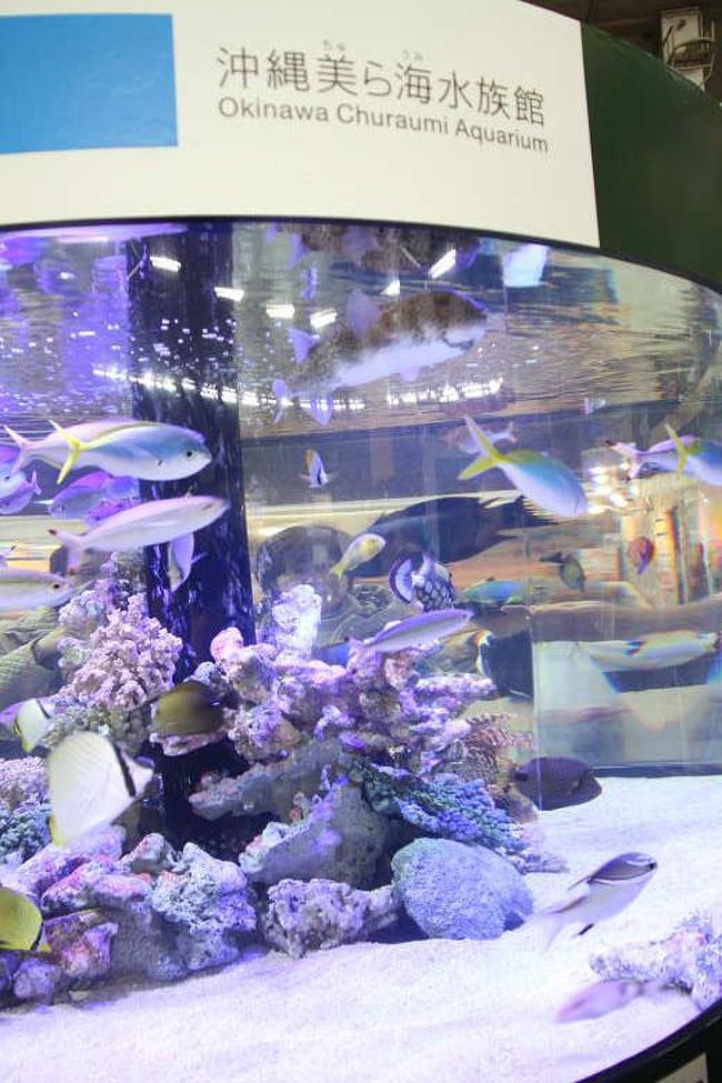 2014 世界らん展日本大賞 会場内(沖縄美ら海水族館)in 東京ドーム　その３　<br /><br />沖縄美ら海水族館<br /><br />沖縄美ら海水族館の協力をいただき、熱帯の色鮮やかな蘭とのコラボレーションで、神秘的な空間を創出<br />トロピカルなお魚と蘭で「都会の真中の楽園」を演出します。 <br /><br />