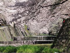 西宮・夙川公園で桜を満喫！