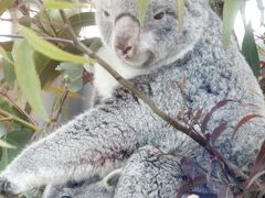 積雪残る秩父長瀞ロウバイ詣と埼玉こども動物公園のレッサーパンダ詣（４）雪の中のレッサーパンダに会いたくて～お母さんの袋から顔を出したコアラの赤ちゃん、はじめまして！！