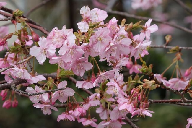 ２０１４年の河津桜を見学しました。河津桜の由来をご存知でしょうか。２００８年に訪問した時の河津桜原木の説明版からです。【昭和３０年頃の二月のある日、この家の主人であった飯田勝美氏が、河津川沿い（豊泉橋上流の田中地区側）の冬枯れの雑草の中で芽吹いていた約１メートル位に育った桜の若木を偶然見つけて庭先に植えた事が始まりでした。約十年後の昭和４１年１月下旬、やっと桜が咲き始めました。同年四月、主の勝美氏は花が咲くのを見届け、永眠しました。その後きれいに咲く桜を見て譲ってほしいという話もありましたが、思い出の桜のため手放さなかったそうです。当時、この家の屋号からこの桜は「小峰桜」と呼ばれ親しまれていました。その後の調査で新種の桜とわかり昭和４９年には河津で生まれた桜であることから「河津桜」と命名され昭和５０年４月に河津町の木に指定されました。】現在の説明と少々違いました。