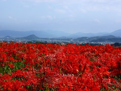 【葛城古道】彼岸花ウォーク