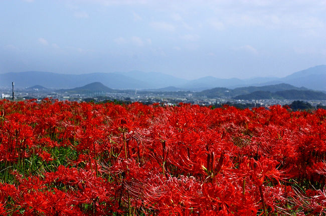 葛城古道 彼岸花ウォーク 御所 葛城 奈良県 の旅行記 ブログ By なななさん フォートラベル