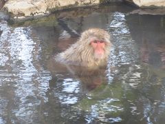 地獄谷野猿公苑にお猿さんに会いに行って来ました