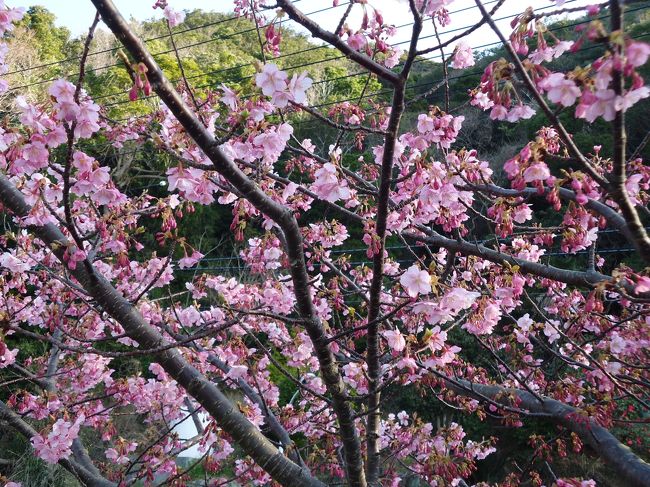 桜好きな私たちとしては、なんとしてでも、走りながら花見ができるこの大会に参加せねば・・・<br />第１回目の大会なので、どんなものなのかもよくわからずに、エントリー・・・<br />桜がみれるなら、どこでも〜日本で一番早い桜かな？！