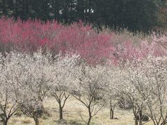 湯河原梅まつり 幕山公園（まくやまこうえん) 五分咲き