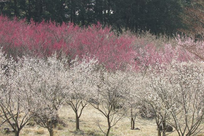 年末年始の休日はどこへやら？？<br />毎日の激務に追われ<br /><br />温泉でもと箱根１泊<br /><br />湯河原寄り途　<br /><br />幕山公園（まくやまこうえん)梅も満喫<br /><br />http://www.yugawara.or.jp/saisin/umenoutage.html<br /><br />９時過ぎ到着　まだ空いていてよかった<br />五分咲き<br />見ごろはこれからかな・・。<br /><br />・・年末年始九州旅行は後ほど・・。<br />