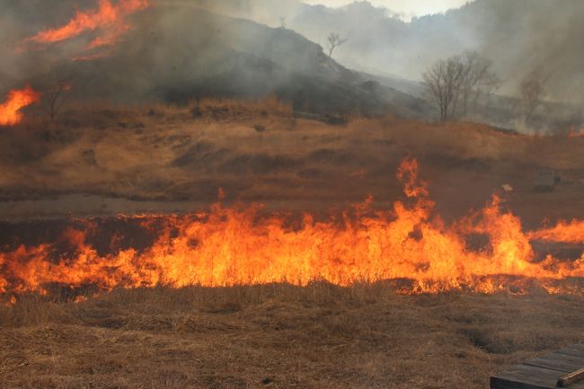 ここは関西一の広さを誇る<br />ススキ大地です　毎年この時期<br />山焼きが開催されています