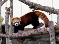 雪のレッサーパンダ紀行【６】 釧路市動物園　レッサーはもちろん、ミルクちゃん、カフカ君、ヤマト君＆ゆうひ君、オラン赤ちゃんと見所満載、そして、カムイに会えた釧路ＺＯＯ