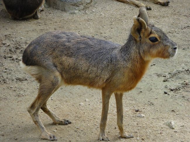 和歌山公園動物園に行ってきました。<br />「和歌山城」内にある「無料」の動物園です。
