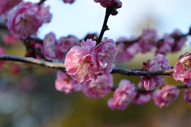 ここ数日急に暖かくなり梅の開花が一気にやってきそうな気温になりました。<br />そこで雪の大原は置いといて北野天満宮に参ります。<br />訪問したのは2月22日（土）で入りませんでしたが<br />梅林は三分咲きの状況でした。<br />