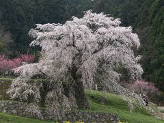 桜紀行　2012　奈良～福井