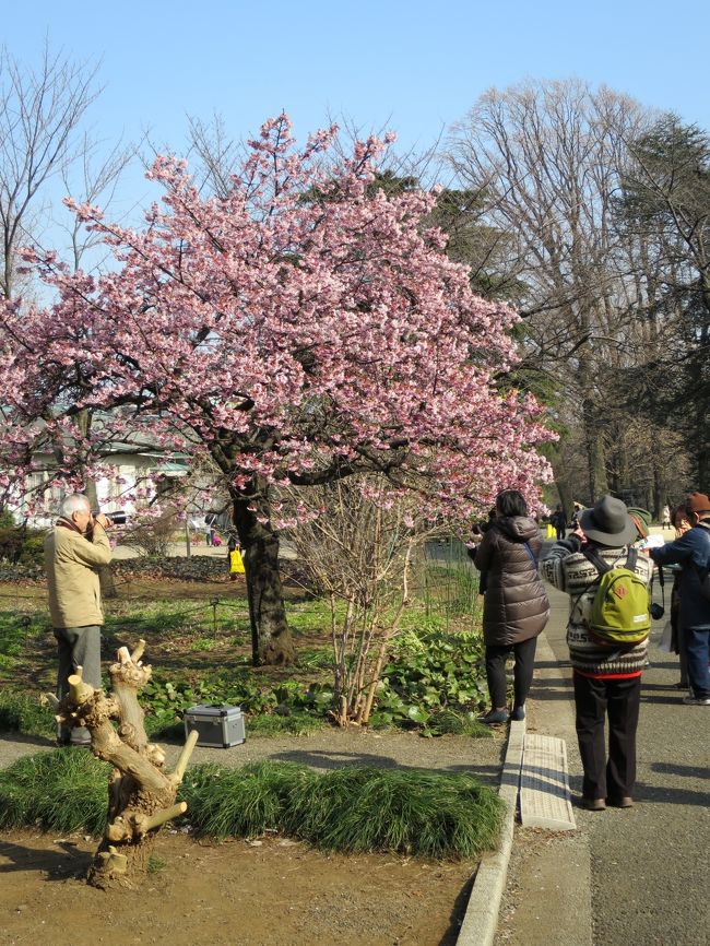 初春の新宿御苑を散策する。<br />先日の大雪の影響で、公園の半分以上は立ち入り禁止になっていた。<br /><br />新宿門から入り、時計まわりに管理事務所前の寒桜、河津桜、旧洋館御休憩所、大温室、大木戸休憩所、玉藻池、プラタナス並木、バラ花壇、下の池、中の池、レストハウス、芝生広場、旧御凉亭、中央休憩所と回り新宿門から退出し、新宿3丁目駅より地下鉄で帰宅しました。<br /><br />昨年のあじさい散策は、公園の右半分でしたが、今回は左半分ということで新鮮な気持ちで散策出来ました。<br /><br />所処に大雪の影響で木が折れていたり、水仙の花が倒れていたりしてかわいそうな状況がありました。2時間半の散策でしたが、春は確実に近づいていると実感できました。