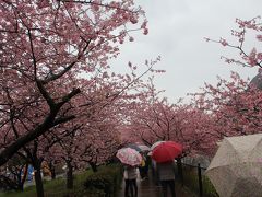 今年の桜見物は河津桜からスタートです