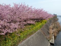 2014・河津桜☆ピンクとイエロー、そして川＆海で色とりどりで癒されて参りましたっ☆