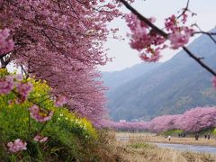 見事な川沿いの早咲き桜 / 河津桜