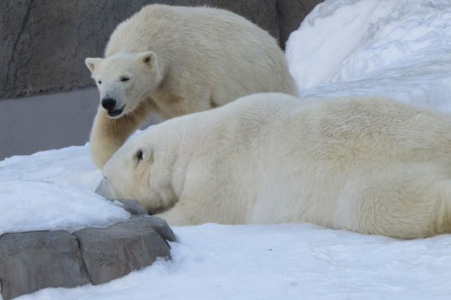 円山動物園ホッキョクグマ「ポロロ」と「マルル」を送る会　札幌ハンバーグの老舗　札幌牛亭