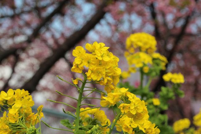 菜の花と桜のコラボ！三浦海岸の桜祭りで春を先取り