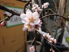 アーモンドの花が咲きましたに魅せられて