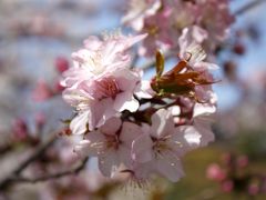 2010年春　京都/お花見