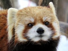 雪のレッサーパンダ紀行【７】 円山動物園　やはり魅力的なココ＆セイタファミリー！！ やっぱり楽しい円山ズー！！　