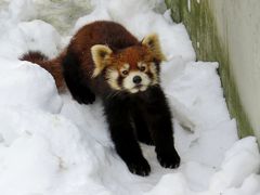 雪のレッサーパンダ紀行【８】 旭山動物園　お目当てのチャーミン君には会えませんでしたが・・・、おちゃめなノノ君のおかげでレッサー舎から離れられなくなりました！！