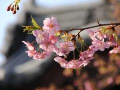 2014年弥生の空に～妙林寺河津桜