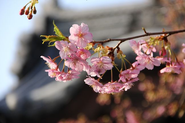 岡山で咲く最初の桜は河津桜でしょうか。<br />生憎の曇り空の休日。<br />時折射す日差しに勇気をもらい、カメラを持って妙林寺へ。<br />