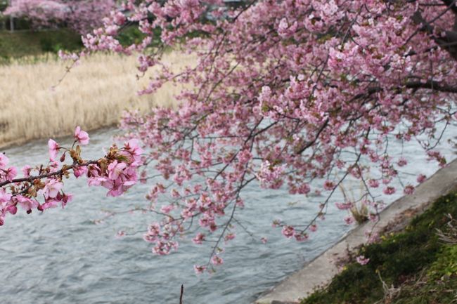 河津桜を見に行きました♪