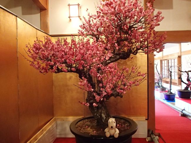 郡山城跡で盆梅展 奈良県大和郡山市 大和郡山 田原本 奈良県 の旅行記 ブログ By Joecoolさん フォートラベル 郡山城跡で盆梅展 奈良県大和郡山市 大和郡山 田原本 奈良県 の旅行記 ブログ By Joecoolさん フォートラベル