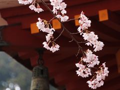 桜のある風景１　（奈良・長谷寺）