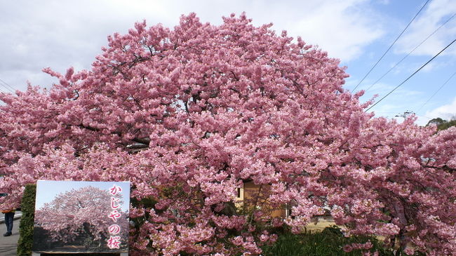 今日は桃の節句。　娘と恒例行事になっているのですが、河津桜を観賞するため南伊豆へ。　桜は満開で本当に美しく、河津川周辺はピンク！ピンク！ピンクの花園！　本当に夢のような世界で菜の花の香りも加わって「花に酔う」とは正にこのこと。　平日にもかかわらず多くの人が訪れていました。　日帰り旅行でしたが十分花を愛でる一日でした。