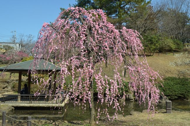 久しぶりに晴れ間が出て、横浜の梅林を２箇所訪れた。<br /><br />大倉山梅林は、週に一度くらい梅の様子を見に行っているが、楽しみにしていた紅と白の枝垂れ梅がようやく満開に成った。<br />観梅会は、今週末だがその前に晴れた日に十分に大倉山の梅を楽しむ事が出来た。<br />大倉山の梅は、約30種類約200本の梅が、こじんまりとした梅林に見事な風景を演出する。<br /><br />こどもの国は、広大な多摩丘陵の山の斜面に、紅梅、白梅、豊後梅６５０本が一面に咲く。<br />大倉山梅林とは違った、自然な風景にいっぱいの梅が紅く白く拡がる。<br /><br /><br />１ヶ月前の大倉山梅林はこちらです<br />http://4travel.jp/travelogue/10857406