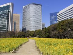 菜の花の香りと梅の花　【浜離宮恩賜庭園 2014年3月】