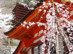 2010年春　奈良/談山神社お花見