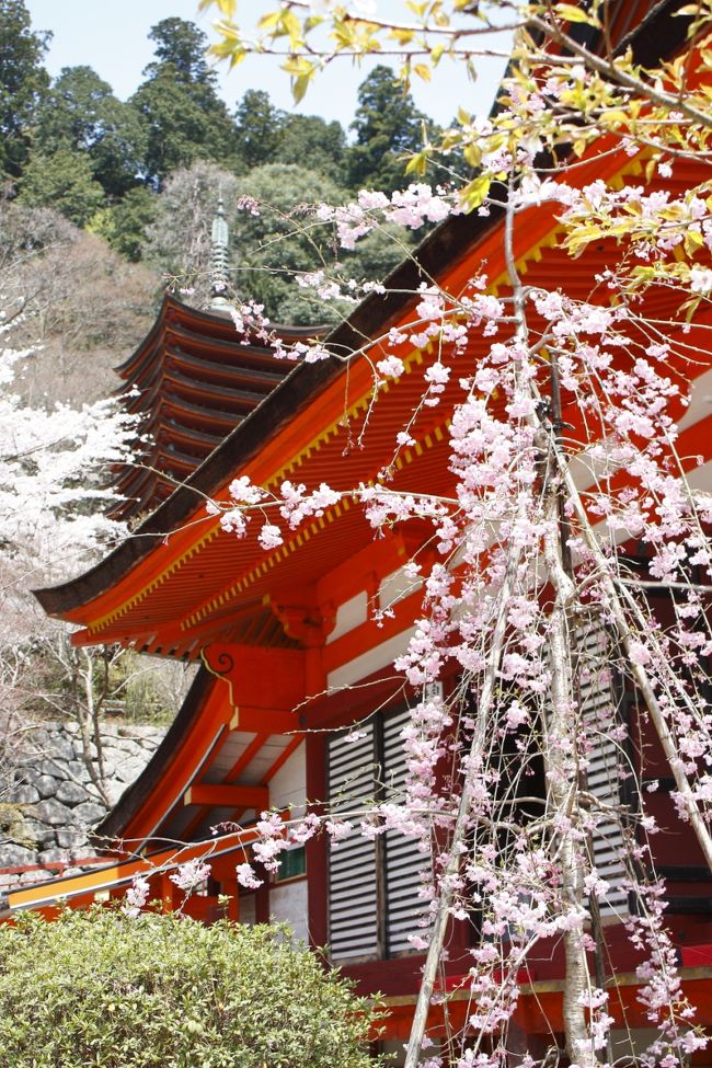 　2010年春二度目のお花見は、奈良県の談山神社に行き、ついでに室生寺と大野寺まで足を延ばしました。