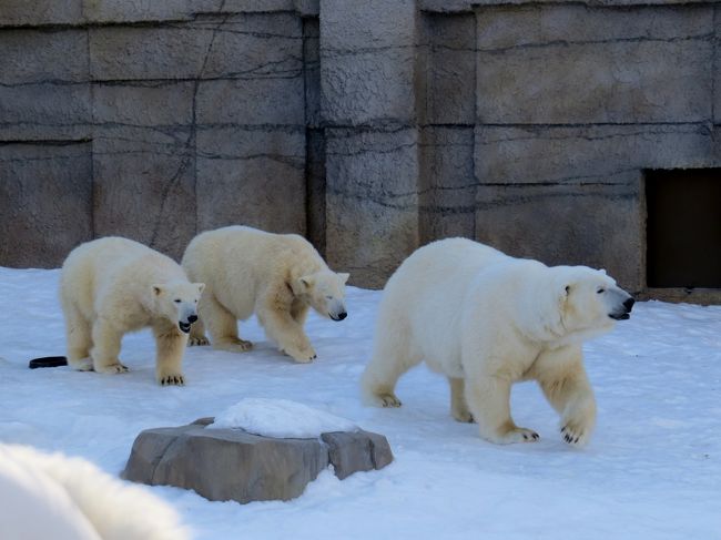 ２０１２年１２月は日本のホッキョクグマにとってとてもハッピーなひと月となりました。<br />１２月４日に男鹿水族館ＧＡＯでクルミちゃんが出産、初産で心配されましたが数日後無事に子育てをしていることが確認されました。<br />そして、１２月８日には札幌市円山動物園でララちゃんが双子を出産、こちらも過去に４度の子育てを経験しているベテランママが見事に子育てをしていることが数日を経ずして確認されました。<br /><br />この３頭の子供達も１歳を過ぎ、いよいよ親離れをする時期となりました、自然界では仔グマは２歳くらいまで母親と行動を共にし狩りなどの方法を学んでから自立の道を歩むのですが、狩りの必要がない動物園では母グマの次の繁殖を考慮して１歳過ぎのこの時期に親離れをさせることが多いようです。<br />子離れしないと母親に発情が来ないためのやむを得ない措置ですが、人間の目から見るとどうしても後１年、次のシーズンまでは母親の許で暮らして欲しいとつい願ってしまいます・・・・。<br /><br /><br />男鹿水族館ＧＡＯのミルクちゃんは一足早く母親の故郷であり自身の所有権を持つ釧路市動物園に１月３１日移動、そして、円山動物園のポロロちゃんとマルルちゃんはそれぞれ最短２年間の期限付きながら徳島と熊本の動物園に３月３日に移動することになりました。<br />今日はそんなポロロちゃんとマルルちゃんを送る会が盛大に執り行われました。<br />円山動物園園にとって双子の旅立ちはツインズフィーバーを巻き起こしたイコロ君＆キロル君以来２度目でしたが、やはりより可愛らしい女の子２頭の双子だけに園としてもファンの皆さんとしても別れ難いものがあるように感じました。<br /><br />雪の中をララお母さんを先頭に歩くポロロちゃんとマルルちゃん・・・こんな素晴らしい光景を見せてくれた３頭に感謝感謝です。<br /><br />