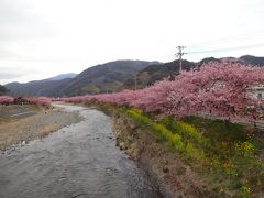 【クラブツーリズム】本州一の早咲き・河津桜まつりと菜の花・3食付き！伊豆で海鮮浜焼き食べ放題！つるし雛飾り