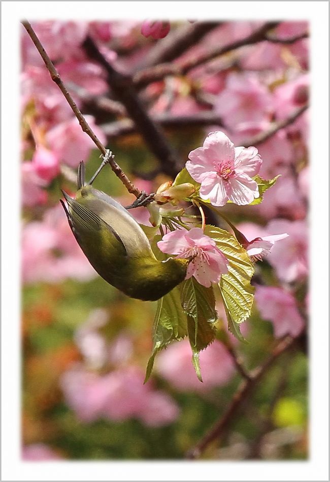 ■広島県呉市蒲刈町の県民の浜で、河津桜が満開<br /><br />　河津桜は、１月から２月に懸けて咲く桜の一種で、１９５５年に静岡県賀茂郡河津町で原木を発見し、学術調査で新種と判明、１９７４年カワヅザクラと命名されました。県民の浜輝きの館周辺に咲く12本の河津桜が満開を迎えました。<br /><br />▼蒲刈町<br />　蒲刈町は、広島県安芸郡に2005年3月まで存在した町であり、現在は呉市の一部となっています。 <br />　町域は呉市の東方の瀬戸内海に浮かぶ上蒲刈島といくつかの小島からなり、果樹栽培（主にミカン、スモモ）とマリンレジャーで知られます。<br />　近年は弥生時代の製塩法「藻塩焼き」を現代に蘇らせた古代塩「海人の藻塩」の生産地としても知られるようになっています。<br />▼メジロ<br />　メジロは全長約12ｃｍで、スズメよりも小さいです。翼開長は約18ｃｍ。緑がかった背と暗褐色の羽を持ち、雌雄同色です。目の周りの白い輪が特徴であり、名前の由来ともなっています。<br /><br />【手記】<br />　もう春ですねエー。県民の浜輝きの館周辺の河津桜の開花情報が入ったので、思い立ったら吉日！速攻で鑑賞に行ってきました。