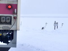 冬の北海道、道東・道央地方を巡る旅 ～釧路湿原のタンチョウに会いに茅沼駅に訪れてみた～