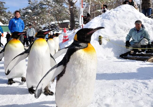 2日目（木曜日）<br />朝一で旭山動物園に行く予定でしたが、<br />朝、晴れていたので、急遽、もう一度美瑛へ<br />9:00 出発<br />↓<br />9:50 美瑛着<br />撮影（ケンとメリーの木、マイルドセブンの丘）<br />10:20 美瑛発<br />↓<br />11:00 旭山動物園着<br /><br />15:30 閉園＆紋別へ<br />↓<br />19:00 紋別市着・宿泊