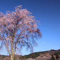 桜のある風景2　（吉野の夕景と夜桜）