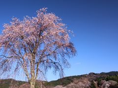 桜のある風景2　（吉野の夕景と夜桜）