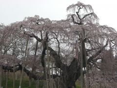 2011年イースター　東南アジアと日本（６）　不屈の滝桜