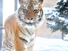 初めての北海道2日目 ～旭山動物園（後半）～