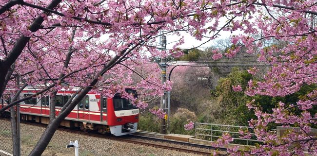 三浦海岸　河津桜