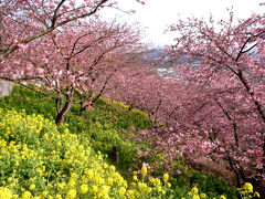 まつだ桜まつり