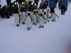 2014　北海道弾丸ツアー　2日目　～　ペンギンのお散歩＠旭山動物園　～