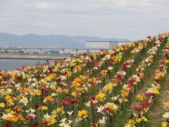 大阪府　舞洲ゆり園を訪ねて