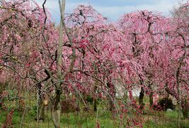 2014春、七分咲の枝垂れ梅(3/5)：名古屋市農業センター、緋の司・満月・緑咢・紅、蝋梅